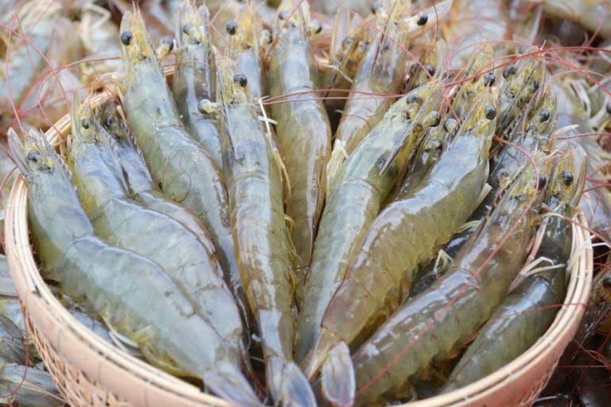 Tôm thẻ chân trắng
