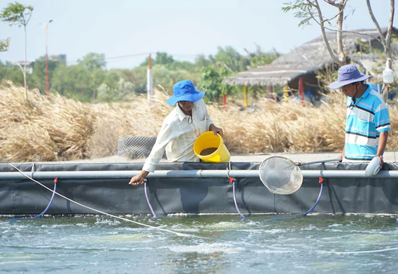 Bổ sung vi sinh định kỳ vào ao Bổ sung vi sinh định kỳ vào ao