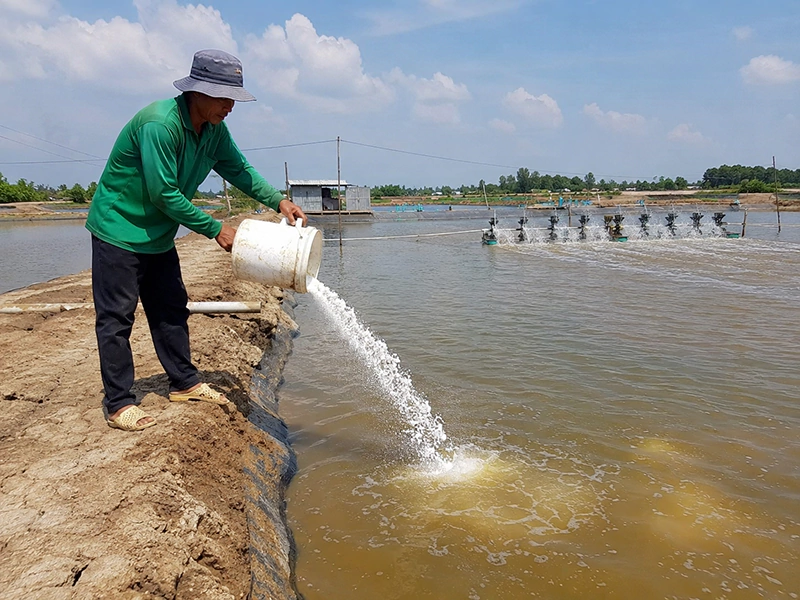 Cách hạ phèn trong ao nuôi tôm Cách hạ phèn trong ao nuôi tôm