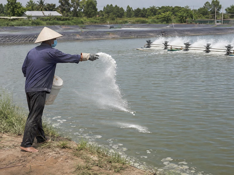 Chlorine xử lý nước ao cá Chlorine xử lý nước ao cá