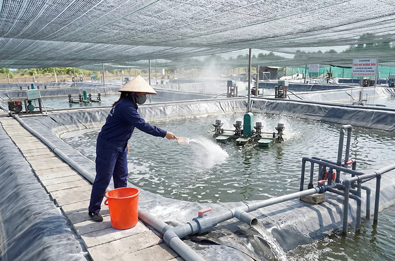 Tạt khoáng cho ao tôm Tạt khoáng cho ao tôm