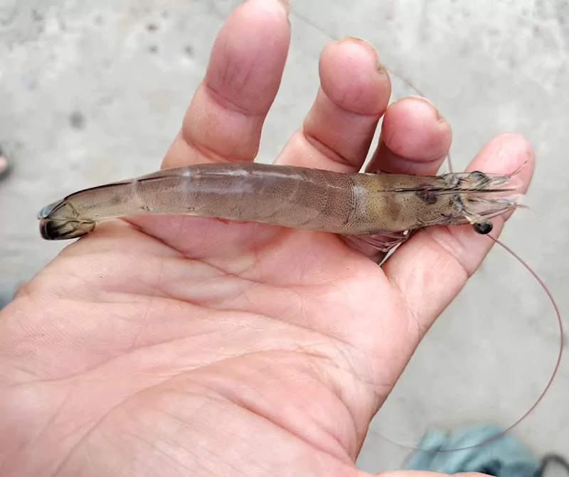 Gan tôm bị vàng