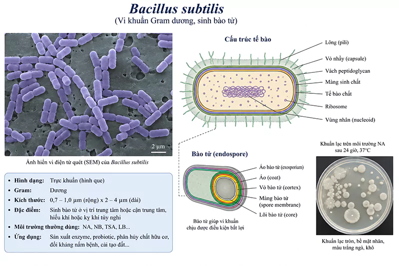 Lợi khuẩn Bacillus