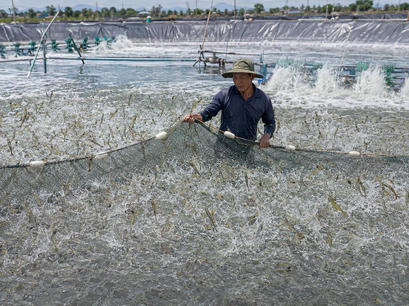 Nuôi tôm mật độ cao Nuôi tôm mật độ cao