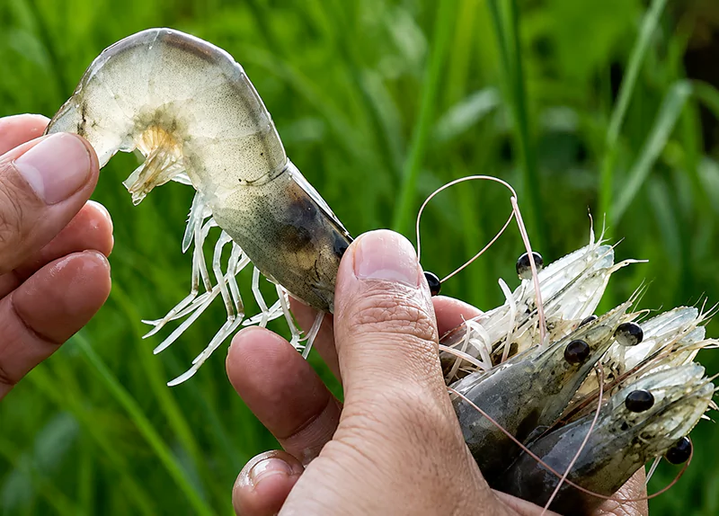 Tôm bị cong thân đục cơ