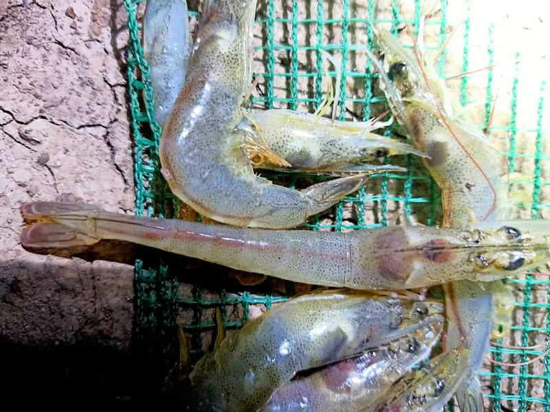 Tôm bị đỏ gan