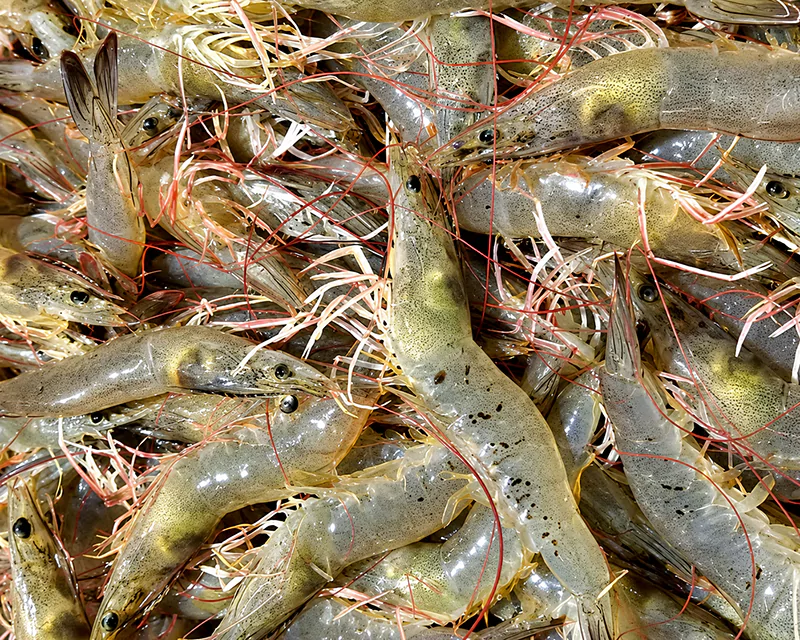 Tôm bị đốm đen