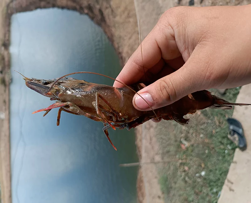 Tôm bị đóng rong