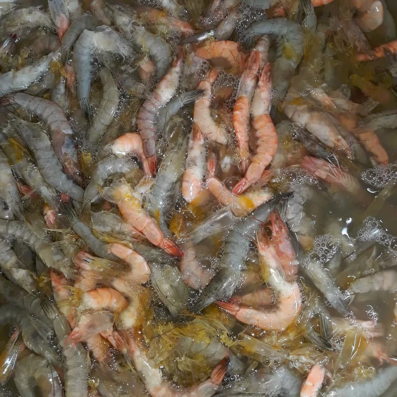 tôm rớt đáy tôm rớt đáy