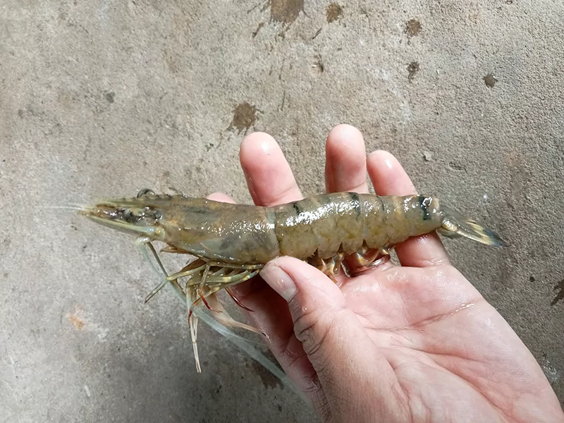 Tôm sú bị đóng rong