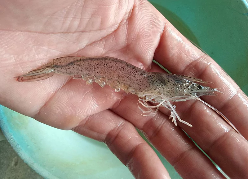 Tôm thẻ bị mủ gan Tôm thẻ bị mủ gan
