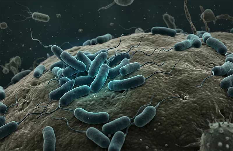 Vi khuẩn Vibrio harveyi
