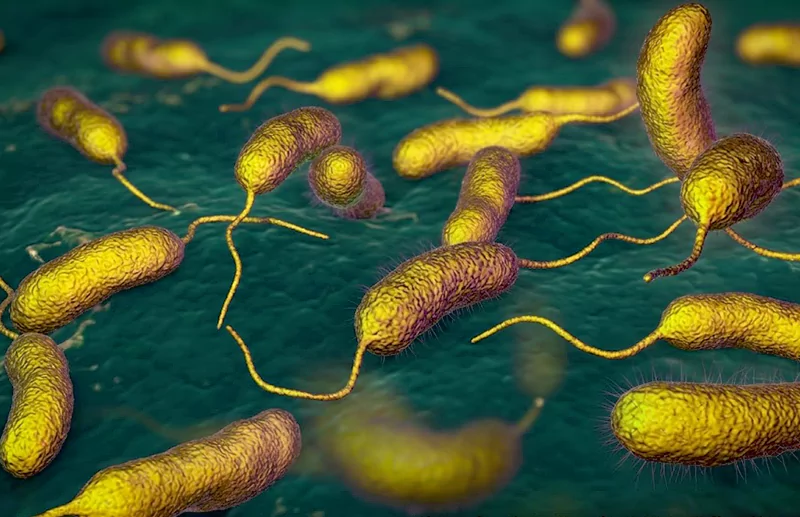 Vibrio parahaemolyticus Vibrio parahaemolyticus
