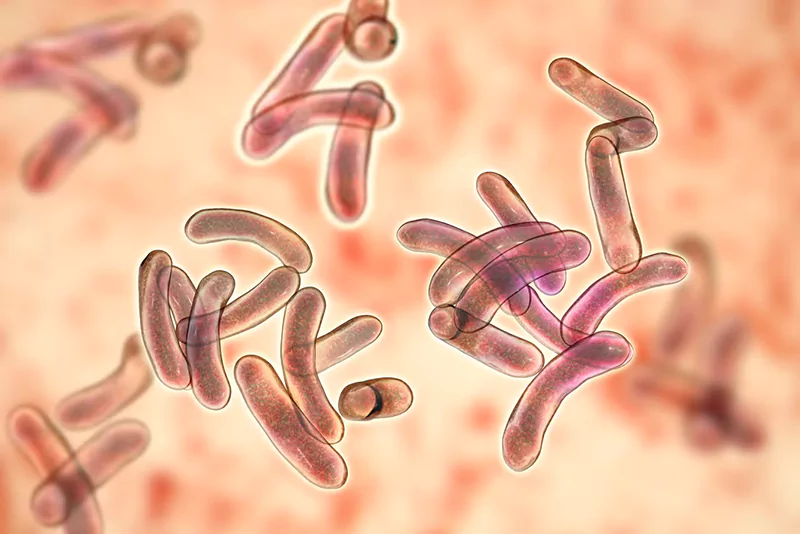 Vi khuẩn Vibrio parahaemolyticus trong ruột tôm