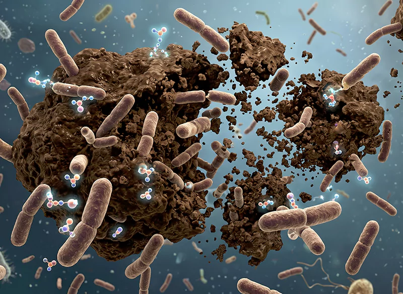 Vi sinh Bacillus giúp phân hủy bùn bã hữu cơ Vi sinh Bacillus