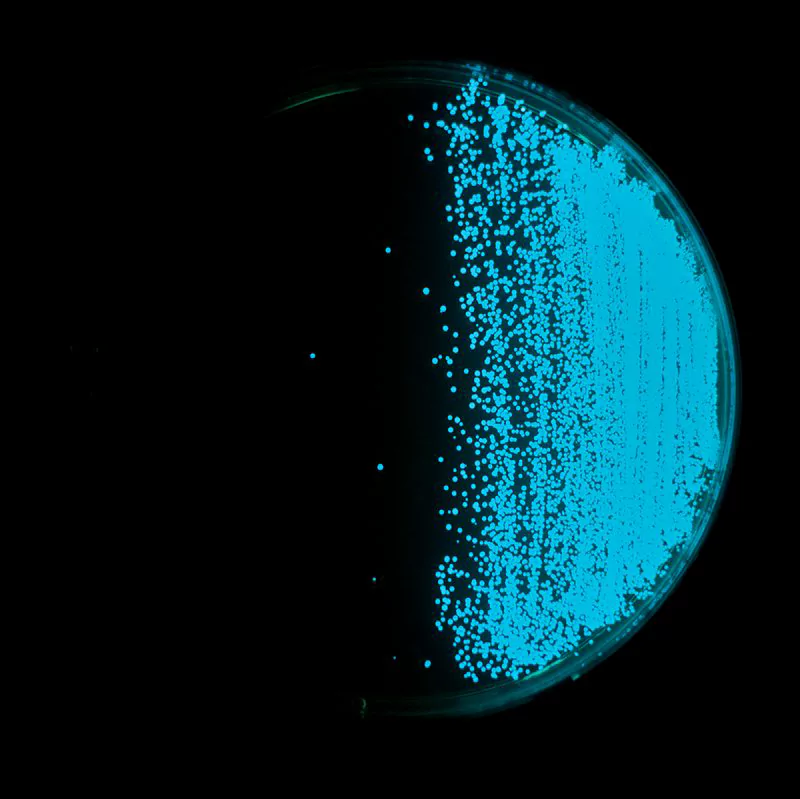 Vibrio harveyi trên đĩa TBCS Vibrio harveyi trên đĩa TBCS