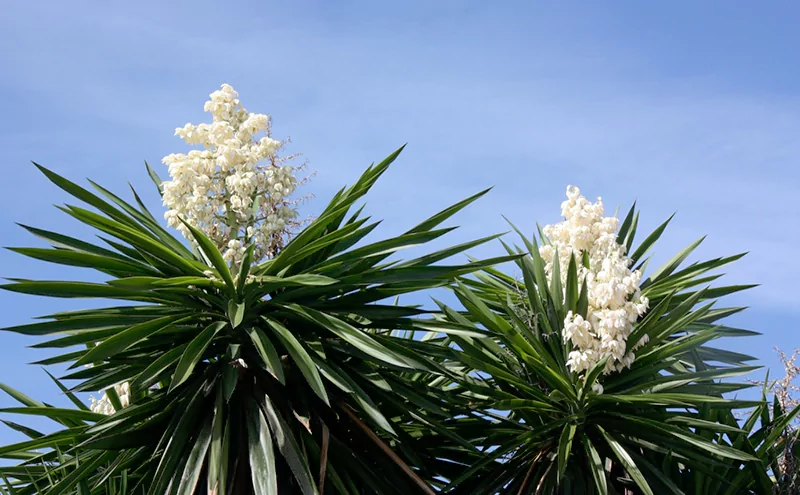 Cây Yucca Cây Yucca