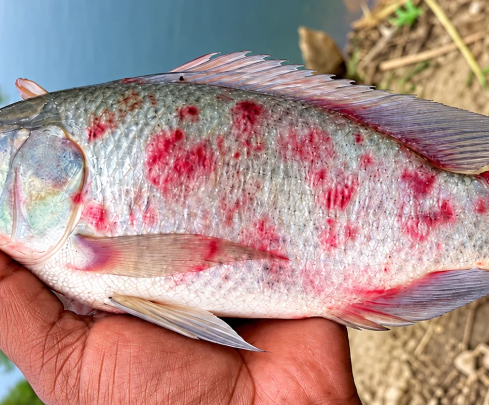 Cá rô phi bị đốm đỏ Cá rô phi bị đốm đỏ