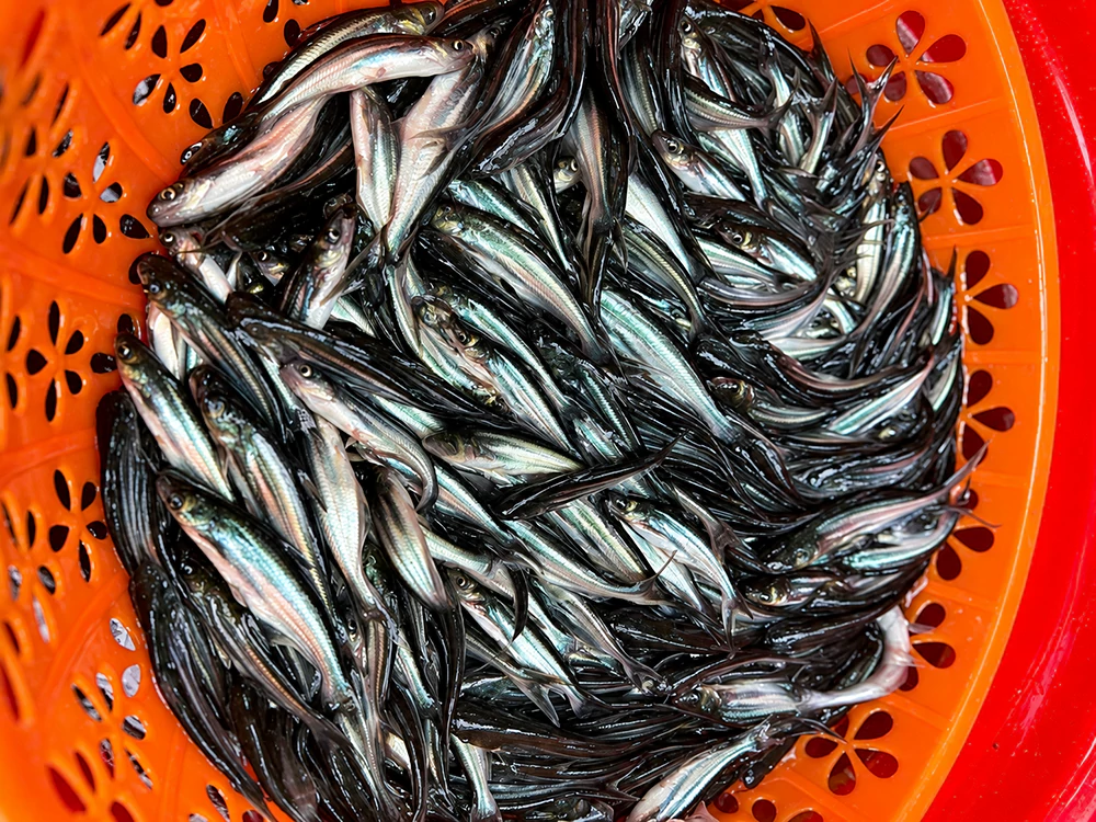 Cá tra giống Cá tra giống