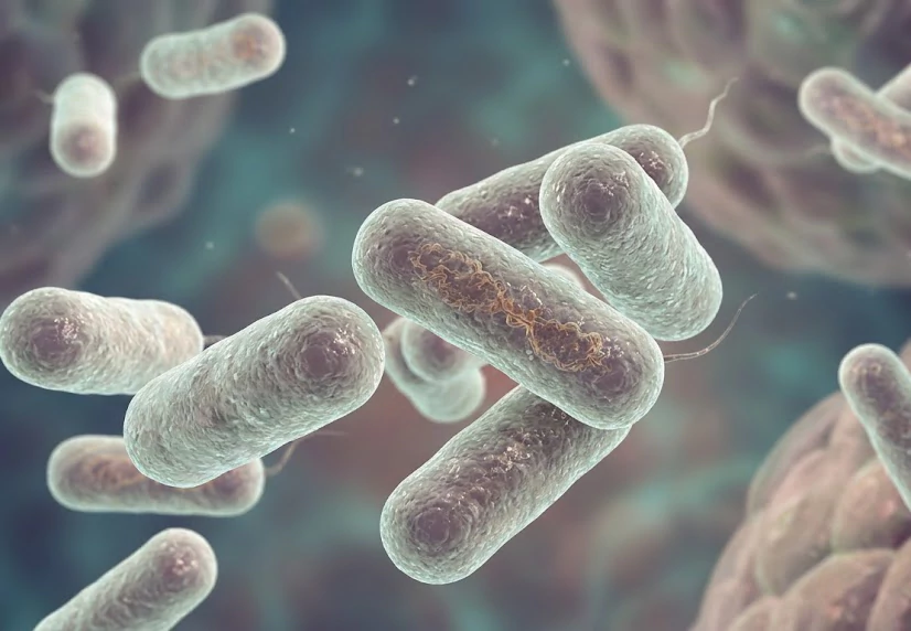 vi khuẩn Edwardsiella ictaluri vi khuẩn Edwardsiella ictaluri