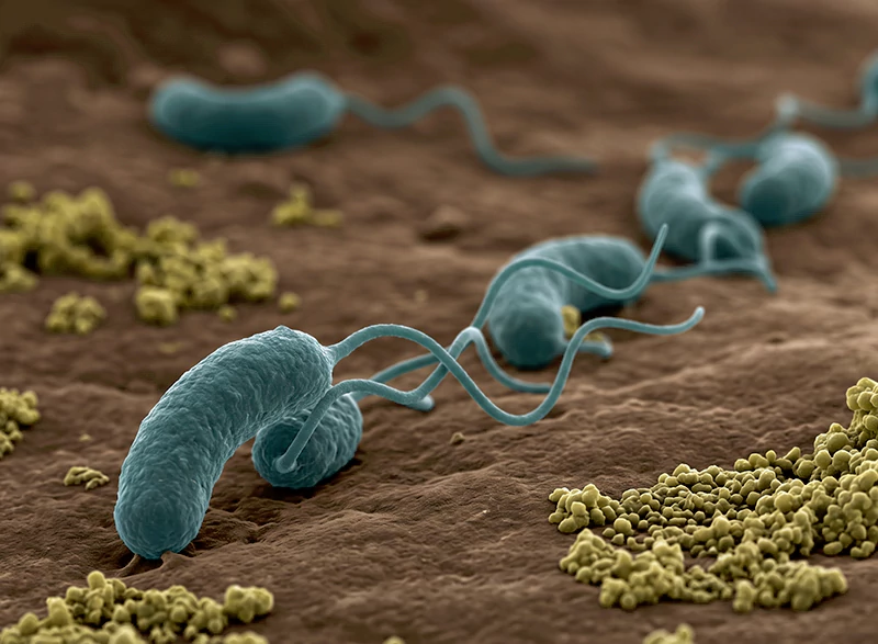 Khuẩn Vibrio alginolyticus Khuẩn Vibrio alginolyticus