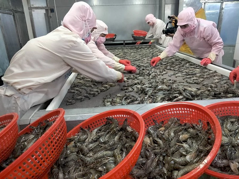 Tôm xuất khẩu Tôm xuất khẩu