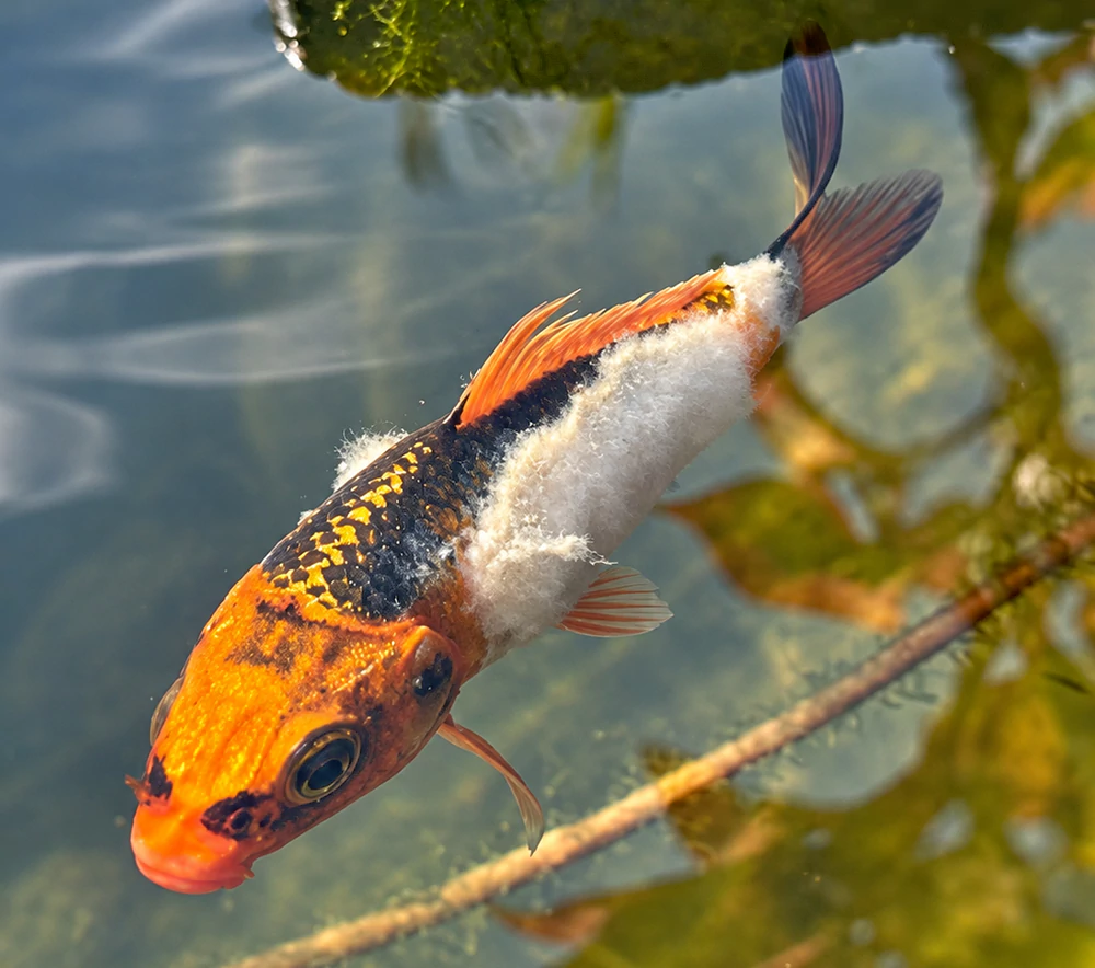 Nấm thủy mi trên cá koi nấm thủy mi cá koi