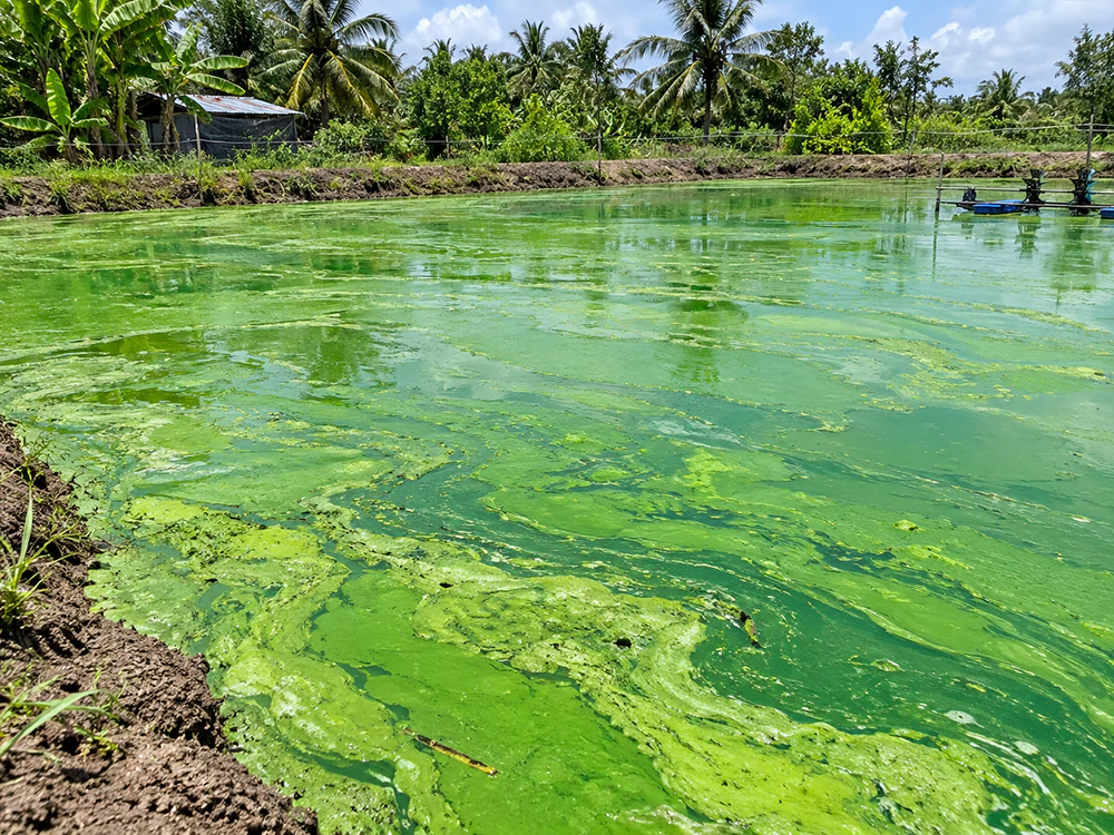 Ao nuôi cá bị tảo lam