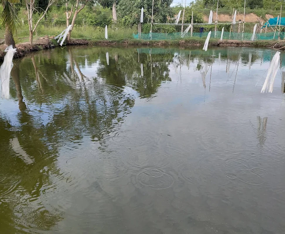 Ao nuôi cá rô đồng Ao nuôi cá rô đồng