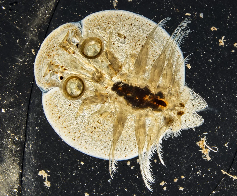 Argulus foliaceus Argulus foliaceus