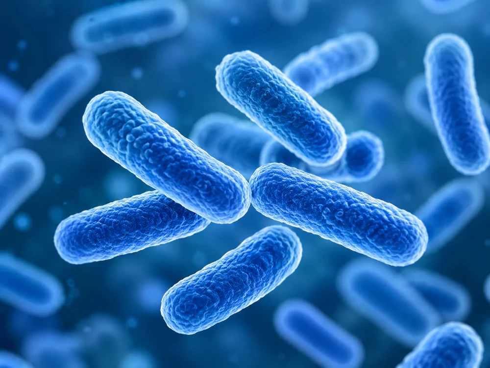 Bacillus subtilis Bacillus subtilis