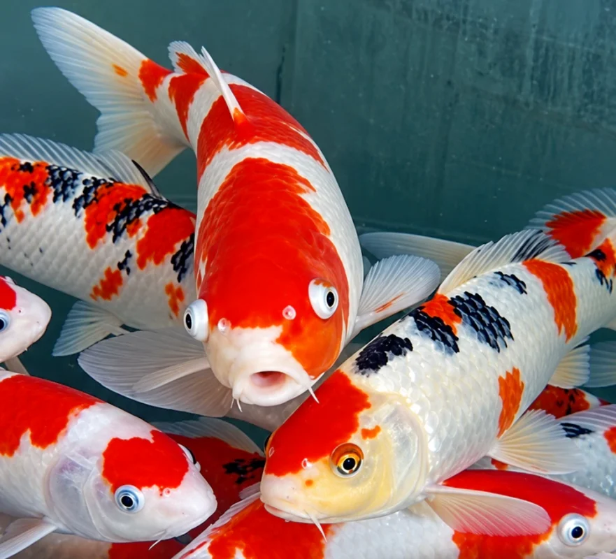 Bệnh lồi mắt trên cá Koi Bệnh lồi mắt trên cá Koi