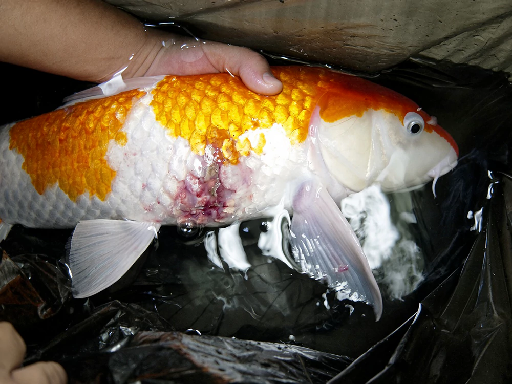 Bệnh trên cá koi