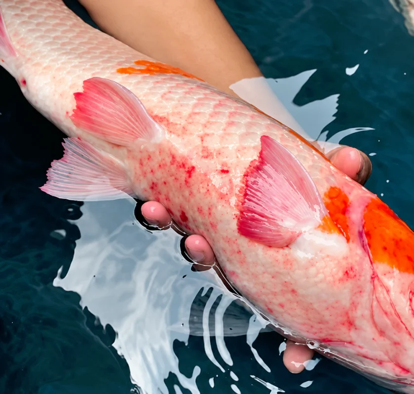 Cá Koi bị đốm đỏ xuất huyết Cá Koi bị đốm đỏ xuất huyết