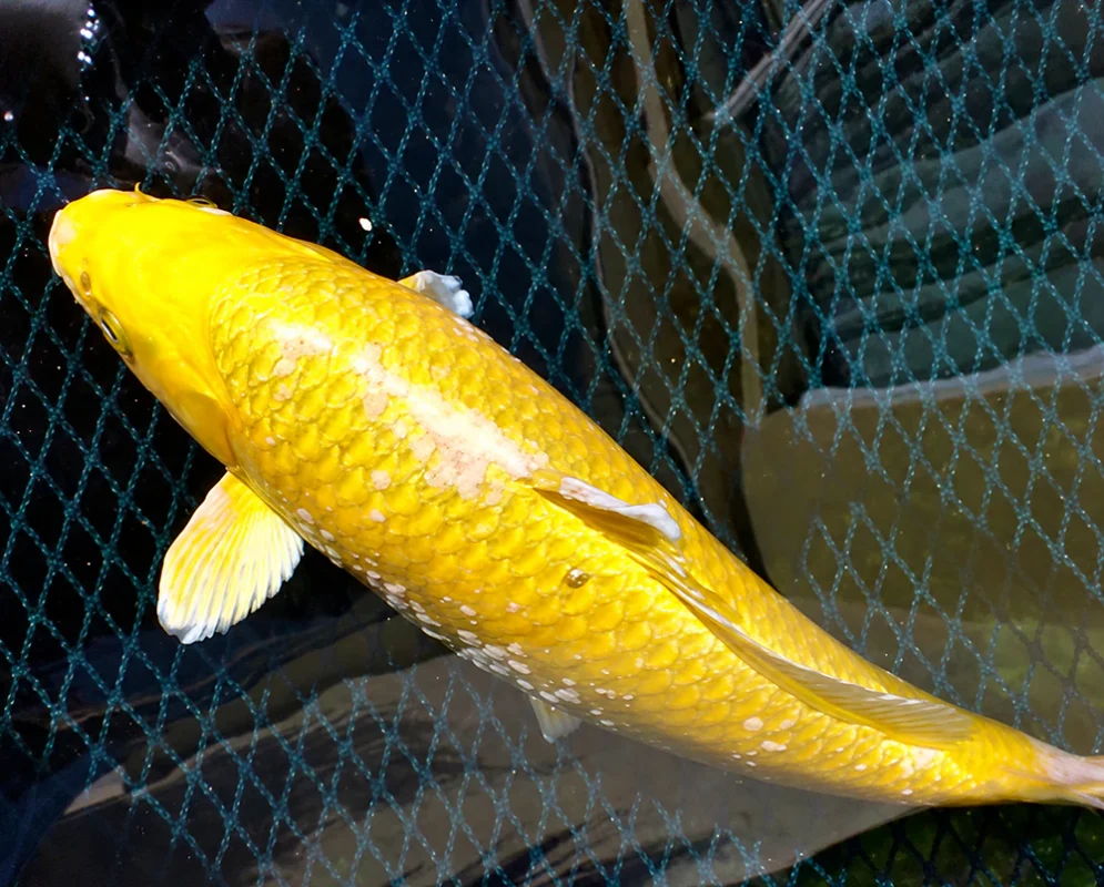 Cá Koi bị nấm trắng Cá Koi bị nấm trắng