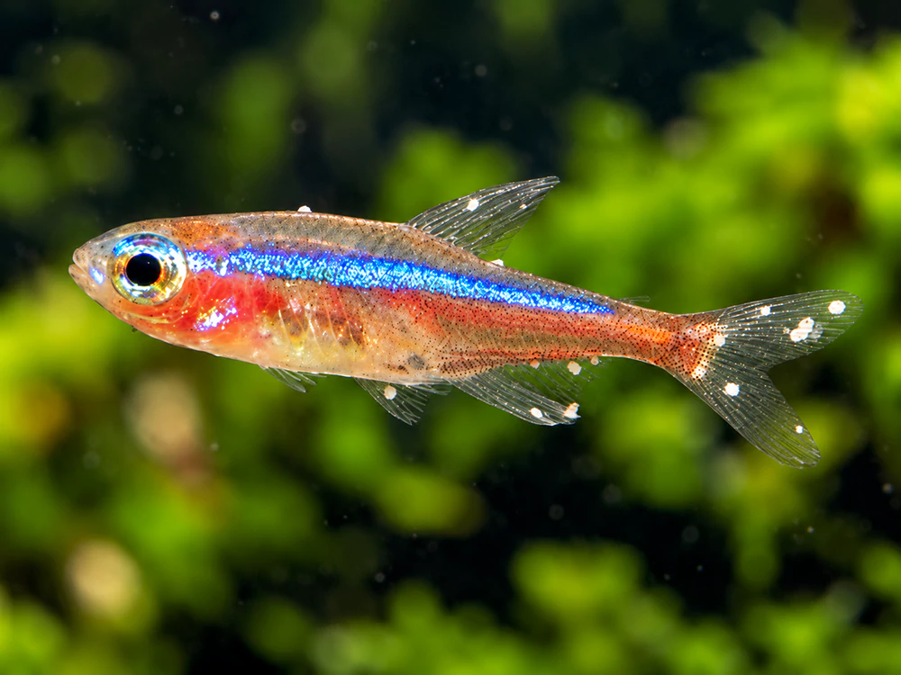 Cá Neon bị nấm trắng Cá Neon bị nấm trắng