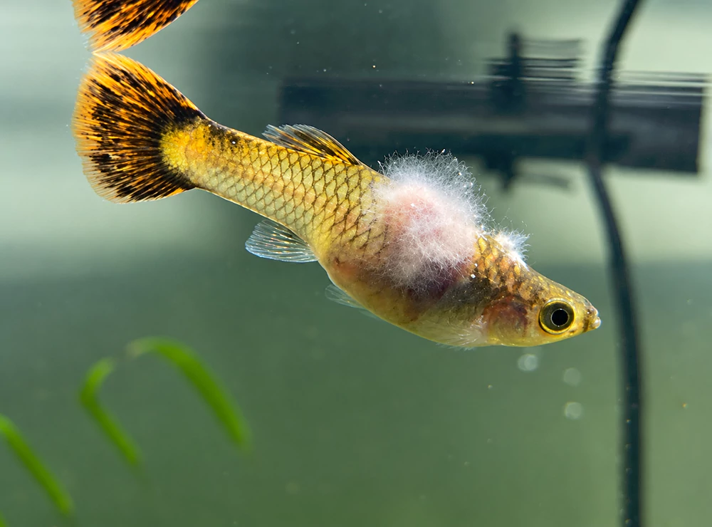 Cá bảy màu bị lở loét Cá bảy màu bị lở loét