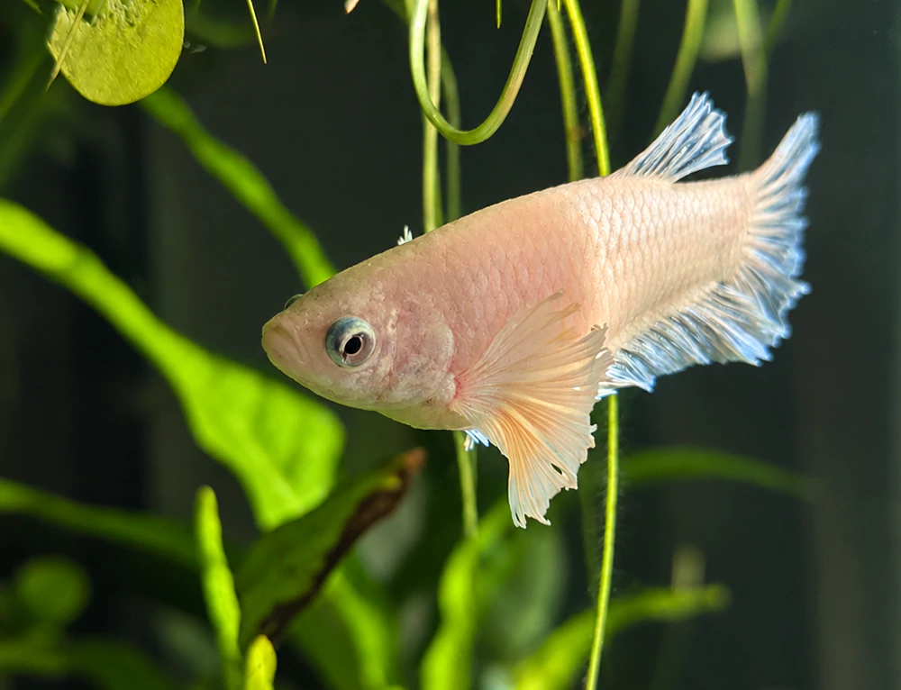 Cá beta bị lồi mắt Cá beta bị lồi mắt