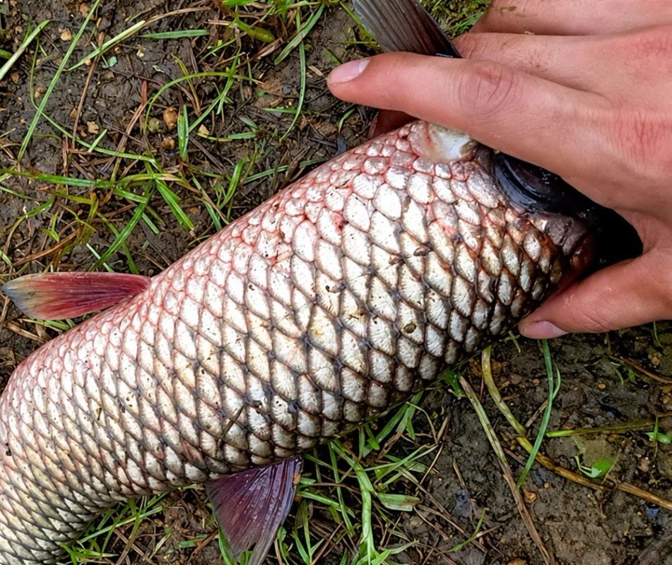 Cá bị đỏ mình Cá bị đỏ mình
