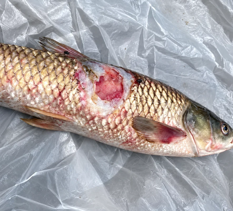 Cá bị lở loét Cá bị lở loét