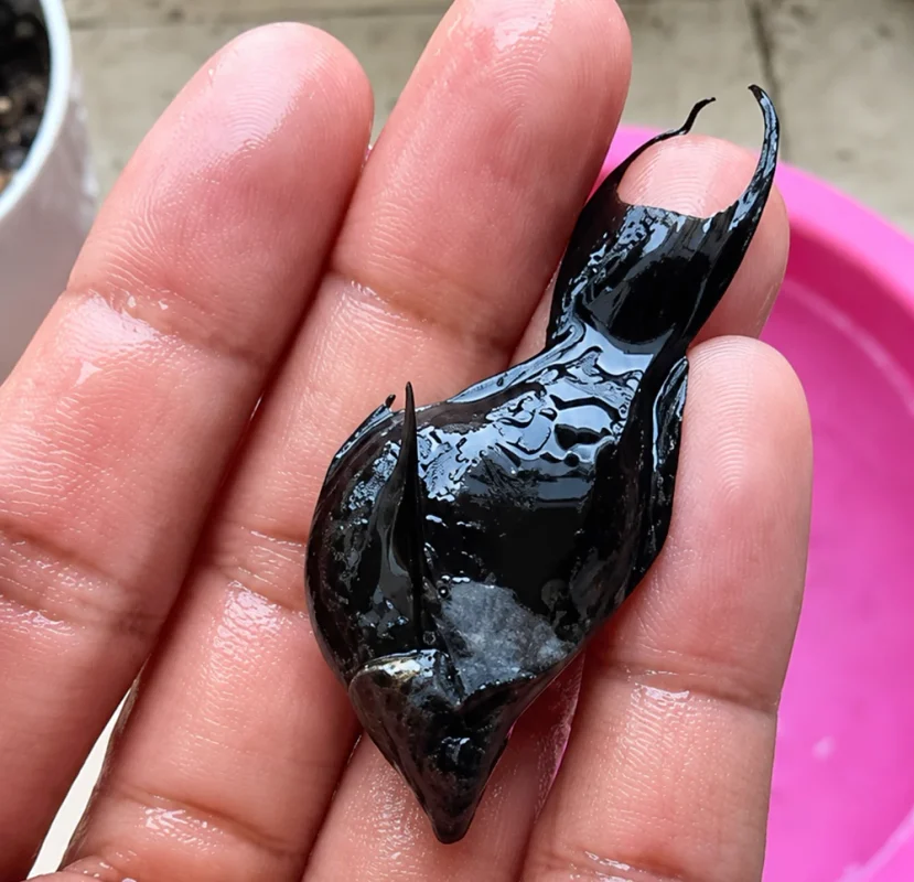 Cá bình tích bị nấm trắng