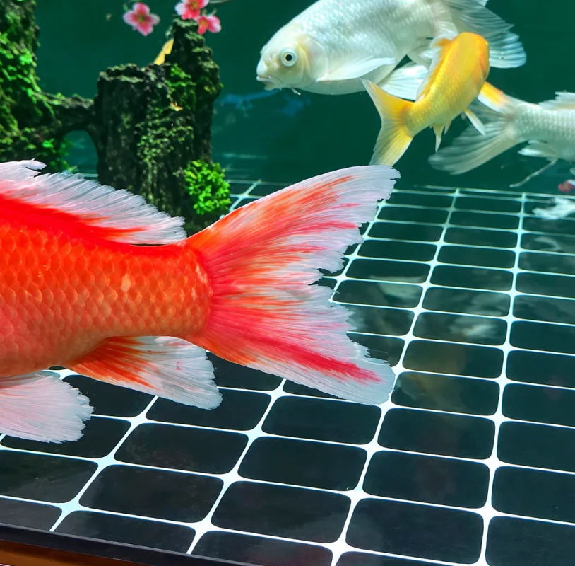 Cá chép bị bệnh nấm đuôi