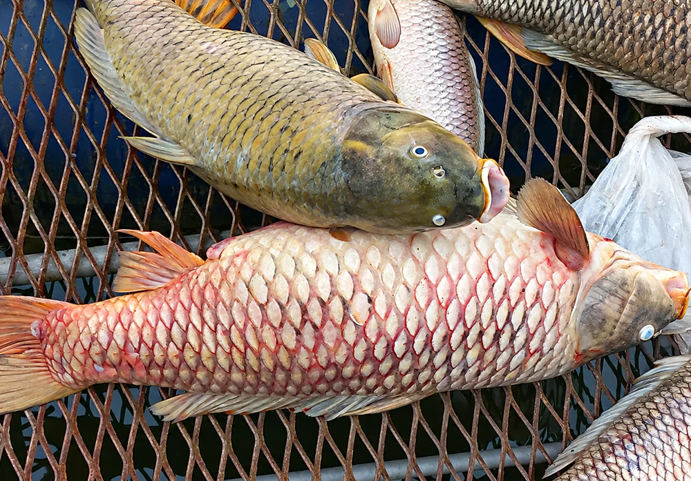 Cá chép bị đỏ mình Cá chép bị đỏ mình