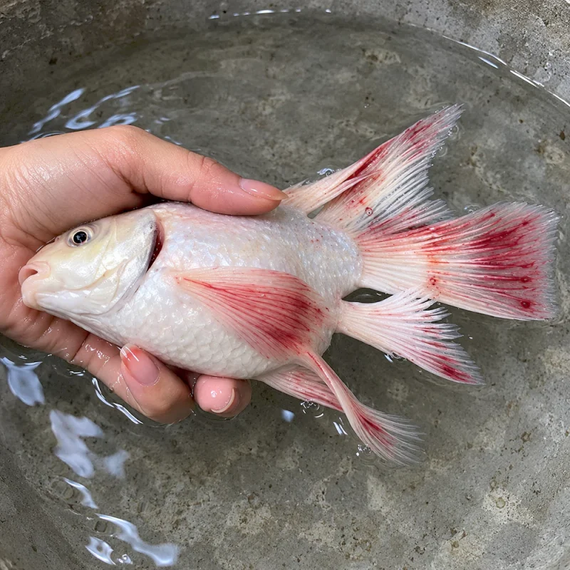 Cá chép bị nổi gân máu ở đuôi và vây