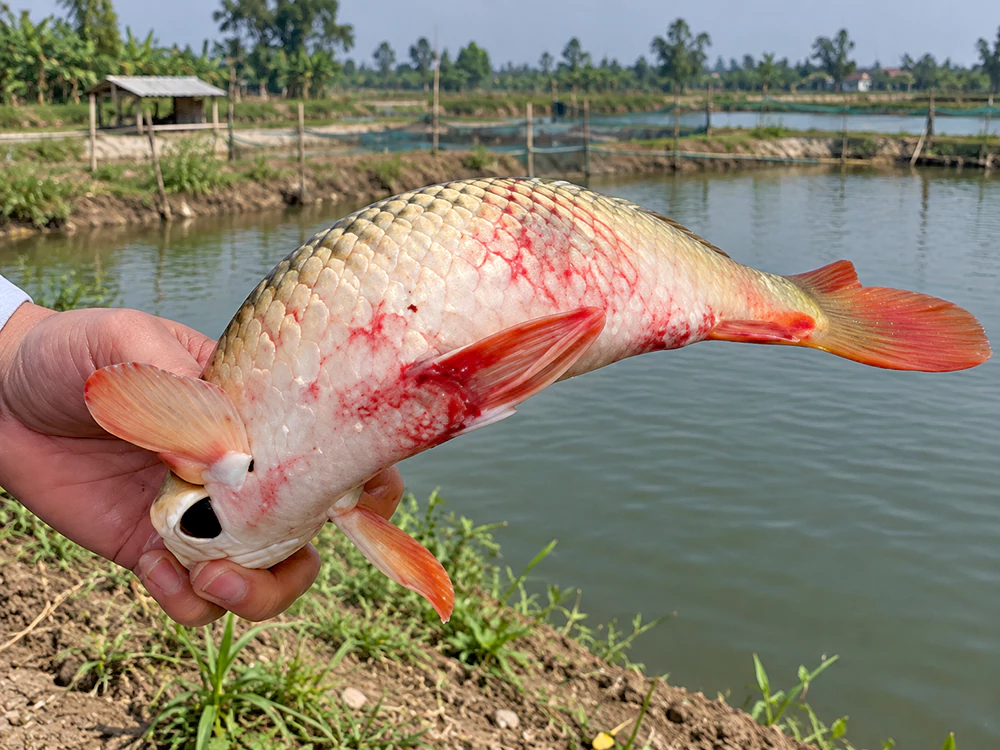 Bệnh xuất huyết trên cá chép Bệnh xuất huyết trên cá chép