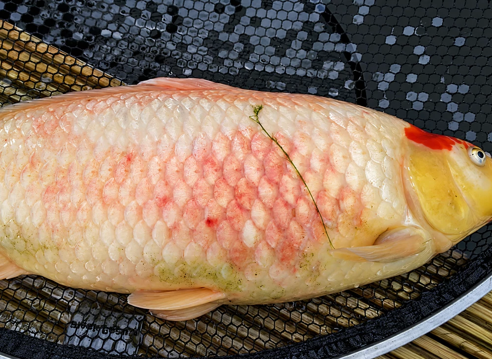 Cá koi bị xuất huyết