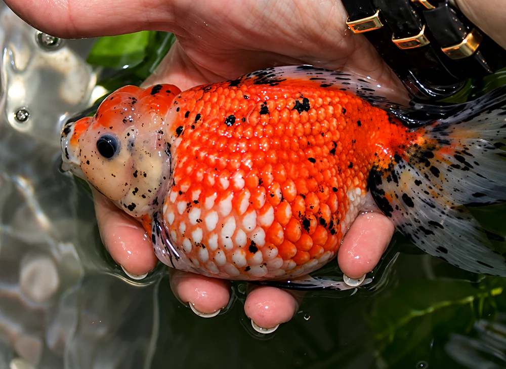 Cá vàng bị xù vẩy