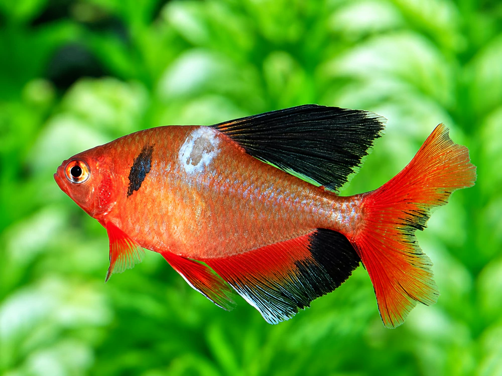 Cách điều trị cá bị nấm trắng cá bị nấm trắng