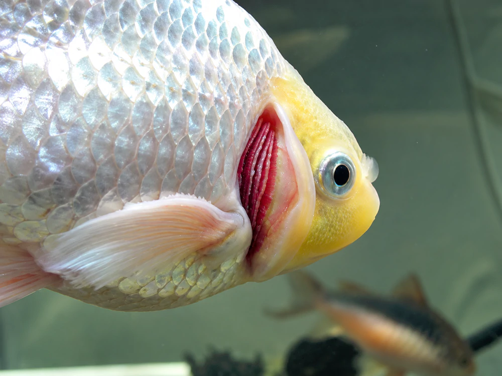 Dâu hiếu cá bị nấm mang