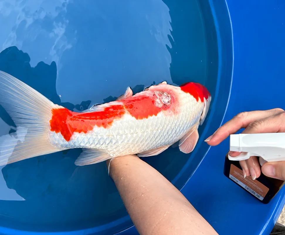 Điều trị cá Koi bị đỏ mình Điều trị cá Koi bị đỏ mình